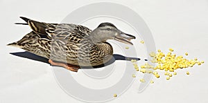 Mallard hen eating corn with white background