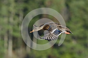 Mallard hen flying low, trees in background, Esquimalt Lagoon,