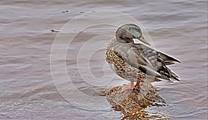 Mallard Hen, Lake Hefner, Oklahoma City, Oklahoma