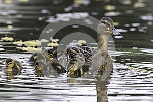 mallard hen with newborns on duck pond