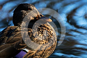 Mallard Hen Rings