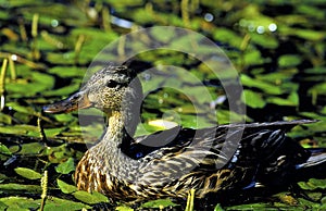 Mallard Hen Swims in Pondweed  50406