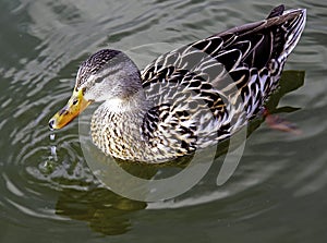 A mallard on a lake