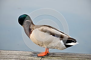 Mallard in lake