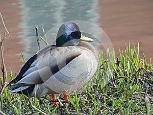 Mallard by the lake warms