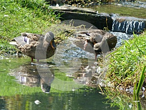 2 mallards in the idyllic creek photo