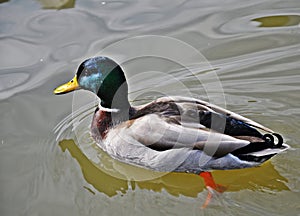 Mallard Male