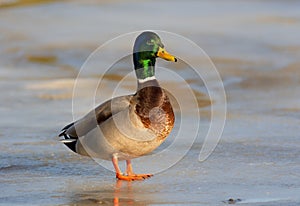 Mallard male duck Anas platyrhynchos standing on a frozen river, wildlife winter scene at sunset