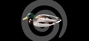 Mallard Male Duck isolated on white background (Anas platyrhynchos)