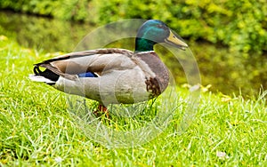Mallard male duck