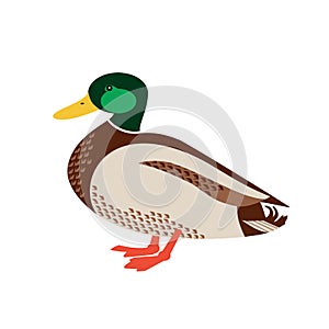 Mallard male duck simple flat color vector icon