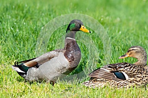 Mallard. A male and female basking in the sunlight, sitting on the grass on the riverbank