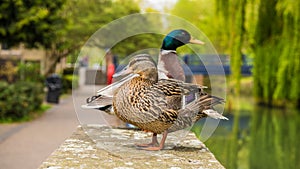 Mallard male and female duck