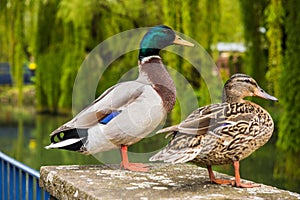 Mallard male and female duck