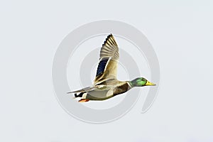 Mallard male in flight / Anas platyrhynchos