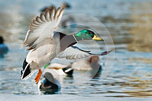 Mallard - Anas platyrhynchos