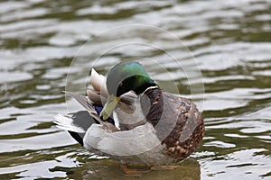 Mallard male swims on  lake
