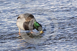 mallard male who that feeds on the ocean at low