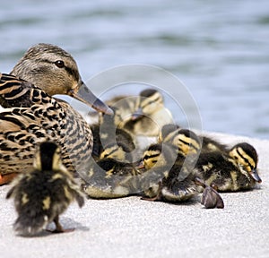Mallard Mom and Babies