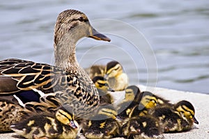 Mallard Mom and Babies