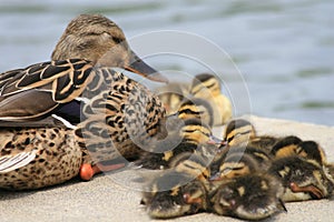 Mallard Mom and Babies