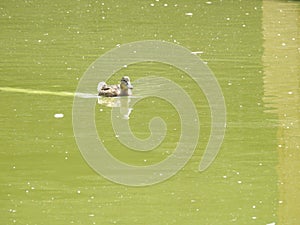 The mallard is the most famous and common wild duck.