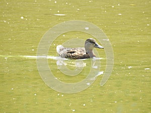 The mallard is the most famous and common wild duck.