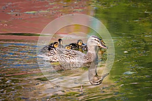 Mallard mother duck and ducklings swimming in river