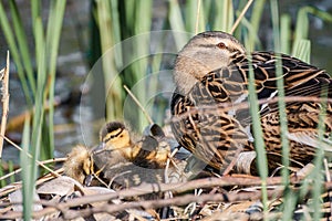Mallard mother with her ducklings at the river side