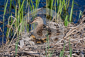 Mallard mother with her ducklings at the river side