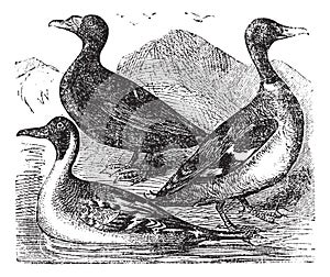 Mallard, Northern Shoveler and common duck or  freshwater duck, drake vintage engraving