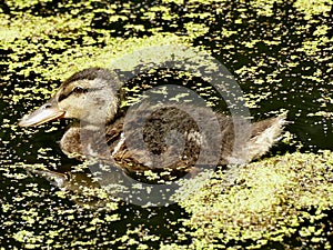Mallard offspring in a pond with duckweed