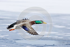 Mallard over Ice