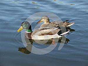 Mallard Pair