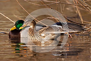 Mallard pair