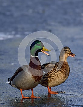 Mallard pair on ice