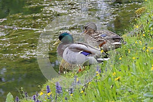 A mallard pair near the pond of Admont Abbey, Styria, Austria