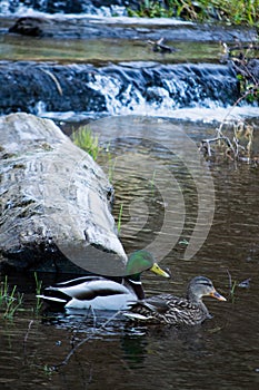 Mallard pair on pond with waterfall