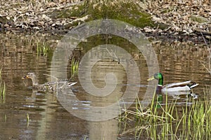 Mallard Pair at Sam Parr Lake in Newton, IL