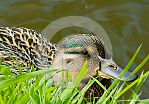 Mallard portrait. Oneduck.