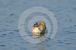 A Mallard Preening