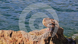 A mallard preens herself beside lake Garda in Italy