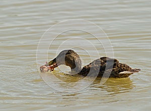 Mallard preying on crayfish