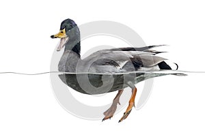 Mallard quacking, floating on the water,