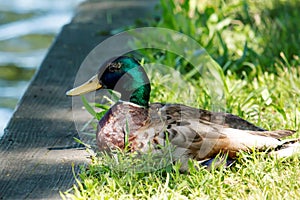 Mallard resting in the grass by the lake