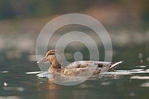 Mallard resting in a marsh pond