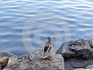 A mallard rests on a stone on the shore.