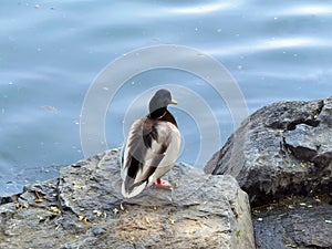 A mallard rests on a stone on the shore.