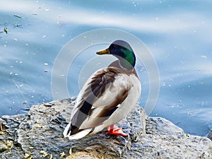 A mallard rests on a stone on the shore.