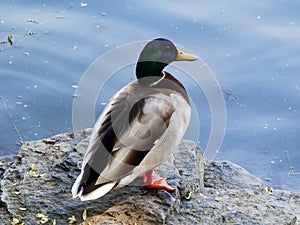 A mallard rests on a stone on the shore.